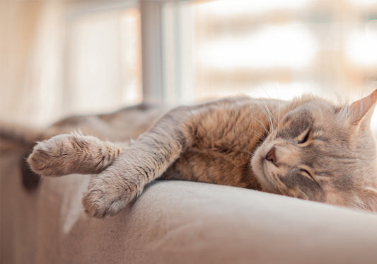 Must-have pet supplies for beginners! 6 essential pet items, no wasted money