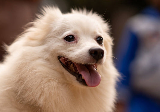 Unique and affordable goodies for enhancing your pet's happiness! Affordable and practical, they can double your pet's happiness!