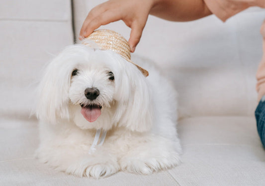Pet Supplies Buying Guide: Avoid These 5 Popular Products! Don't Fall for the Trends!