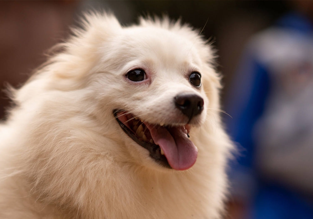 Unique and affordable goodies for enhancing your pet's happiness! Affordable and practical, they can double your pet's happiness!