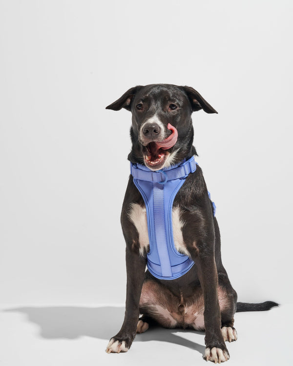 CloudComfort Dog Harness