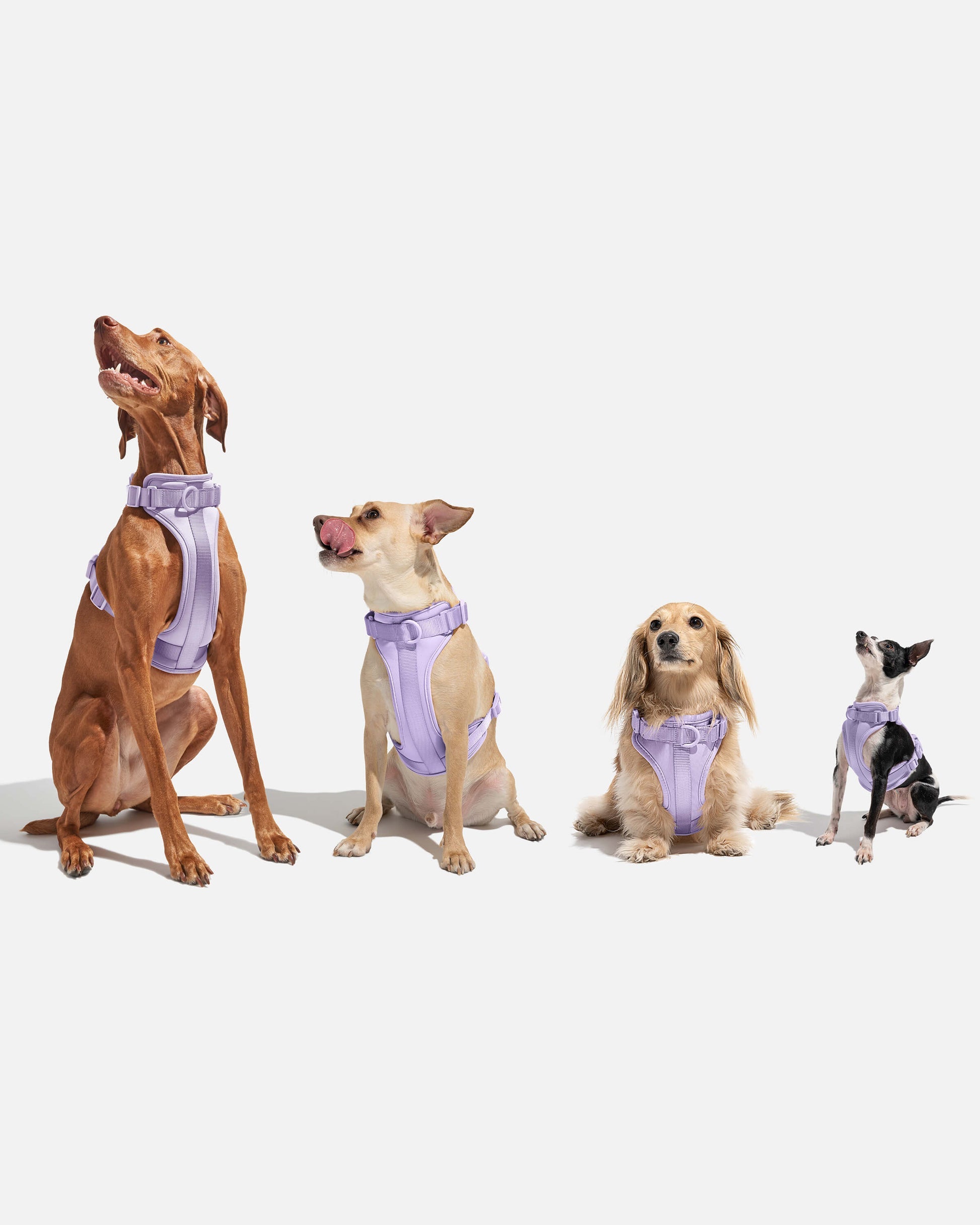 CloudComfort Dog Harness