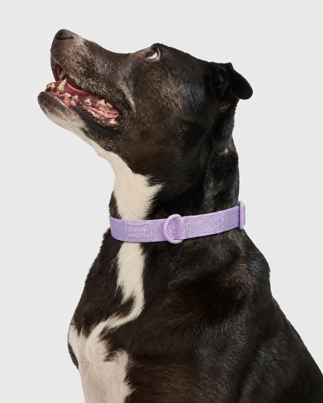 EasySnap Dog Collar