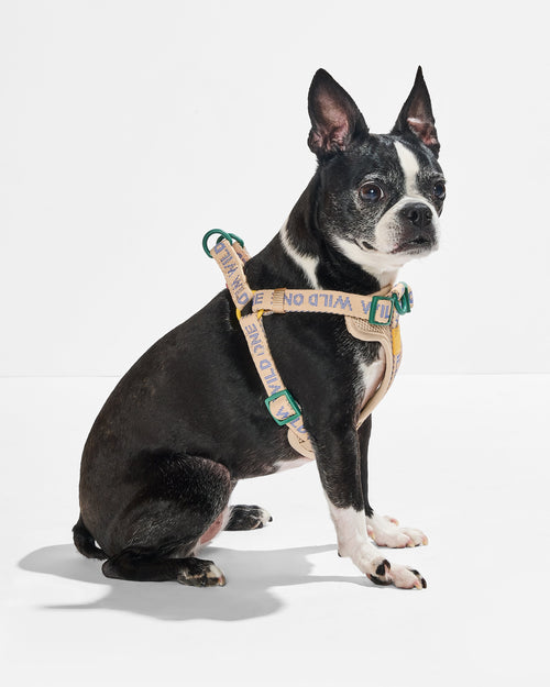 EasyStep Comfort Step In Harness