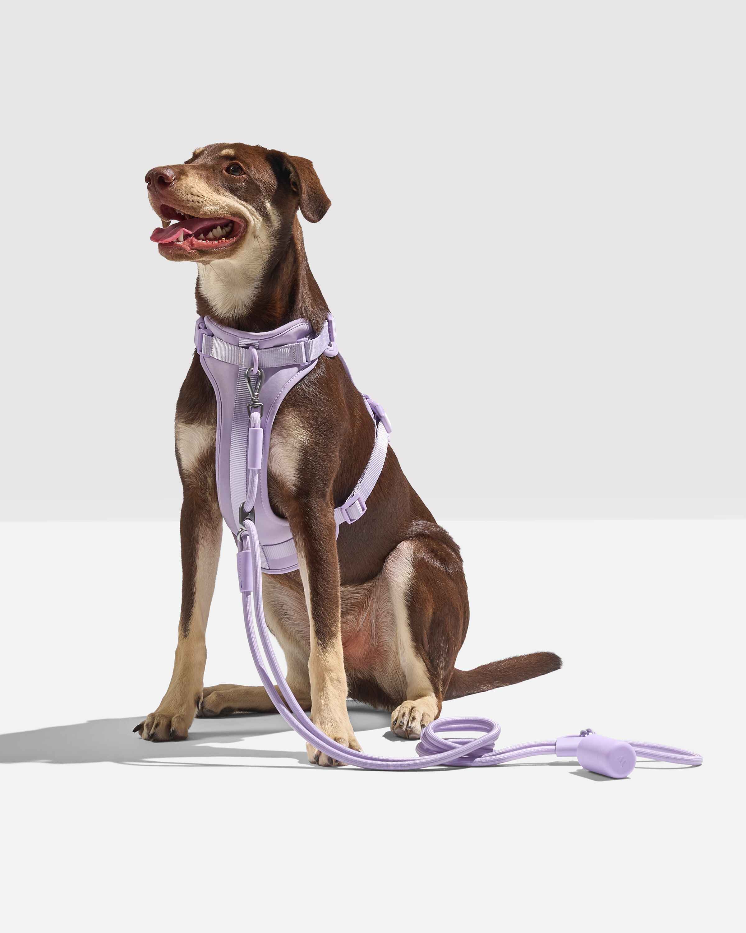 Hands-free leash
