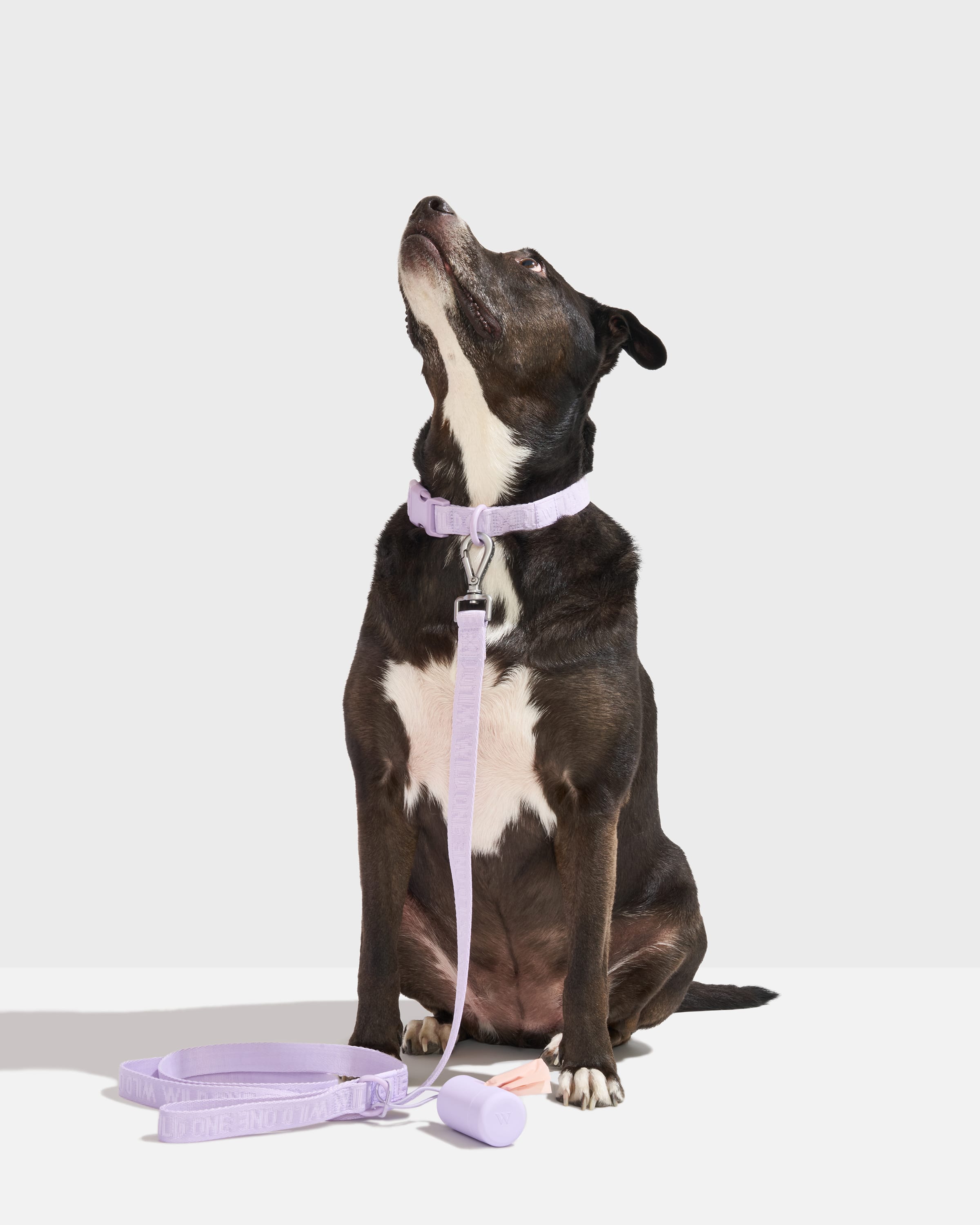 EasySnap Dog Collar