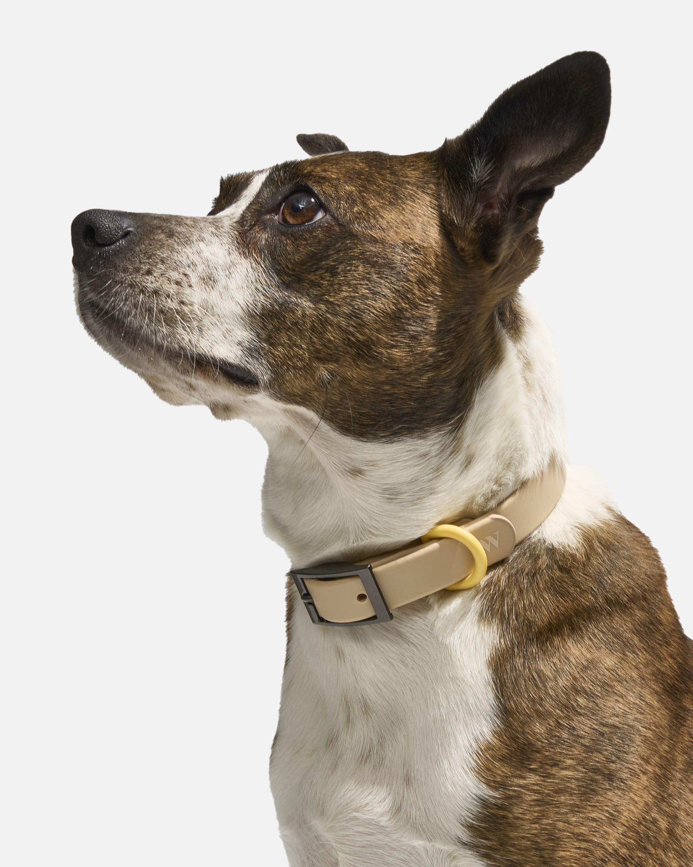 Everyday Waterproof Dog Collar