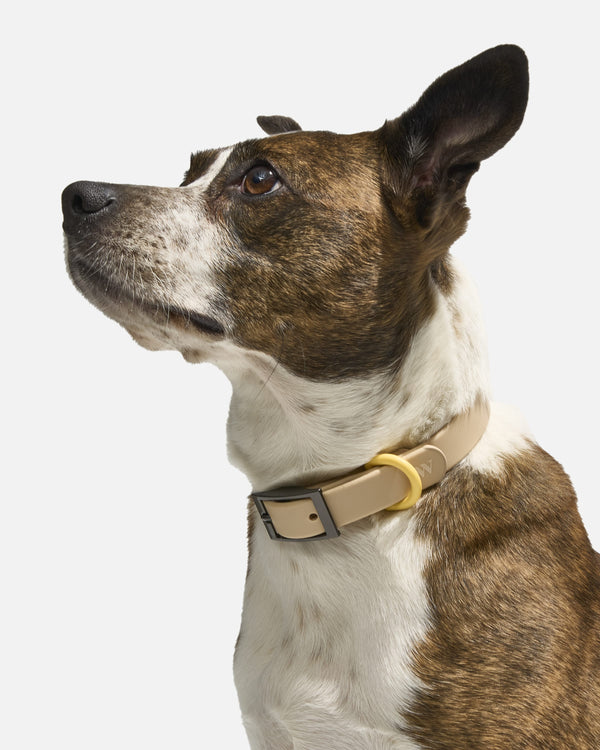 Everyday Waterproof Dog Collar
