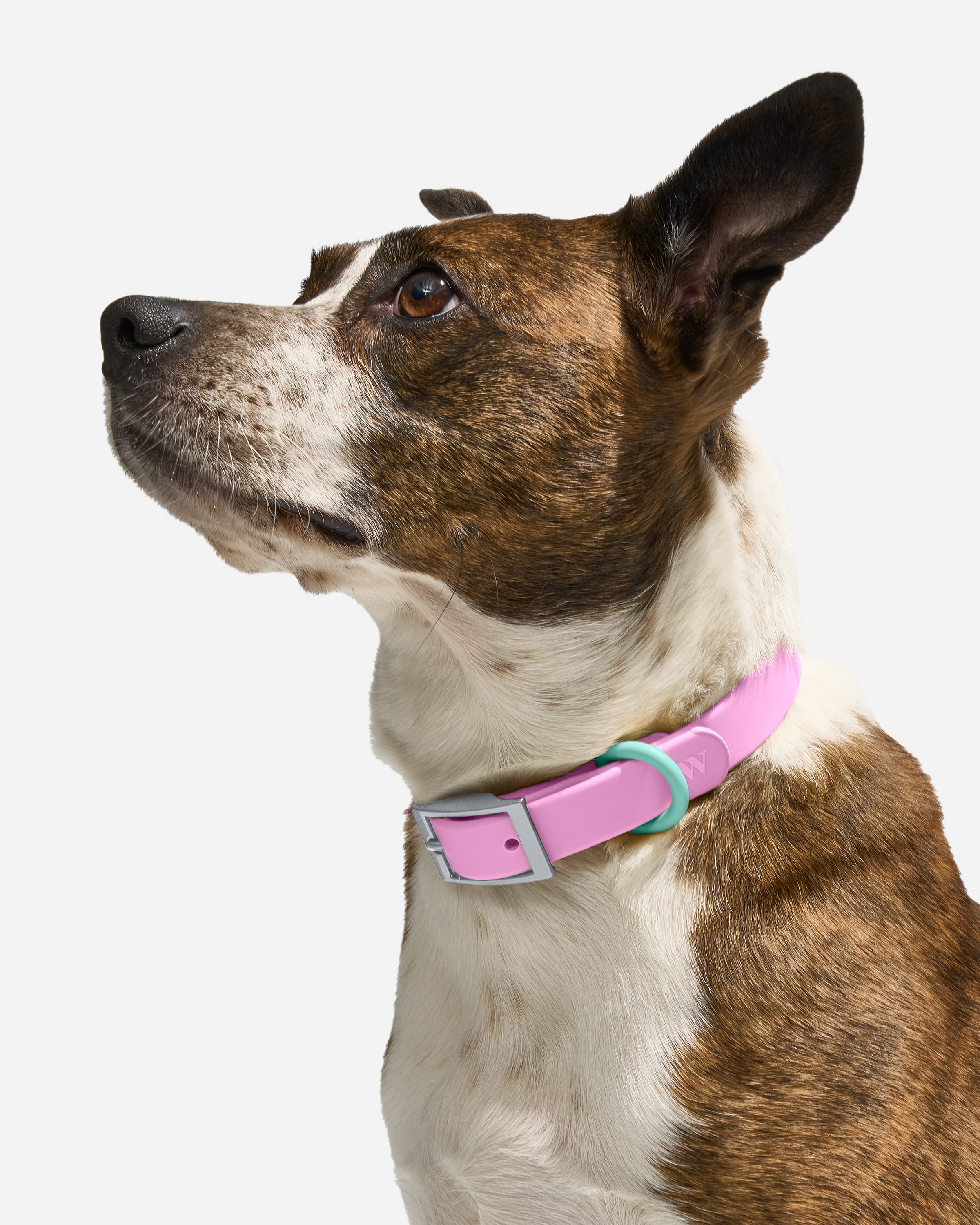 Everyday Waterproof Dog Collar