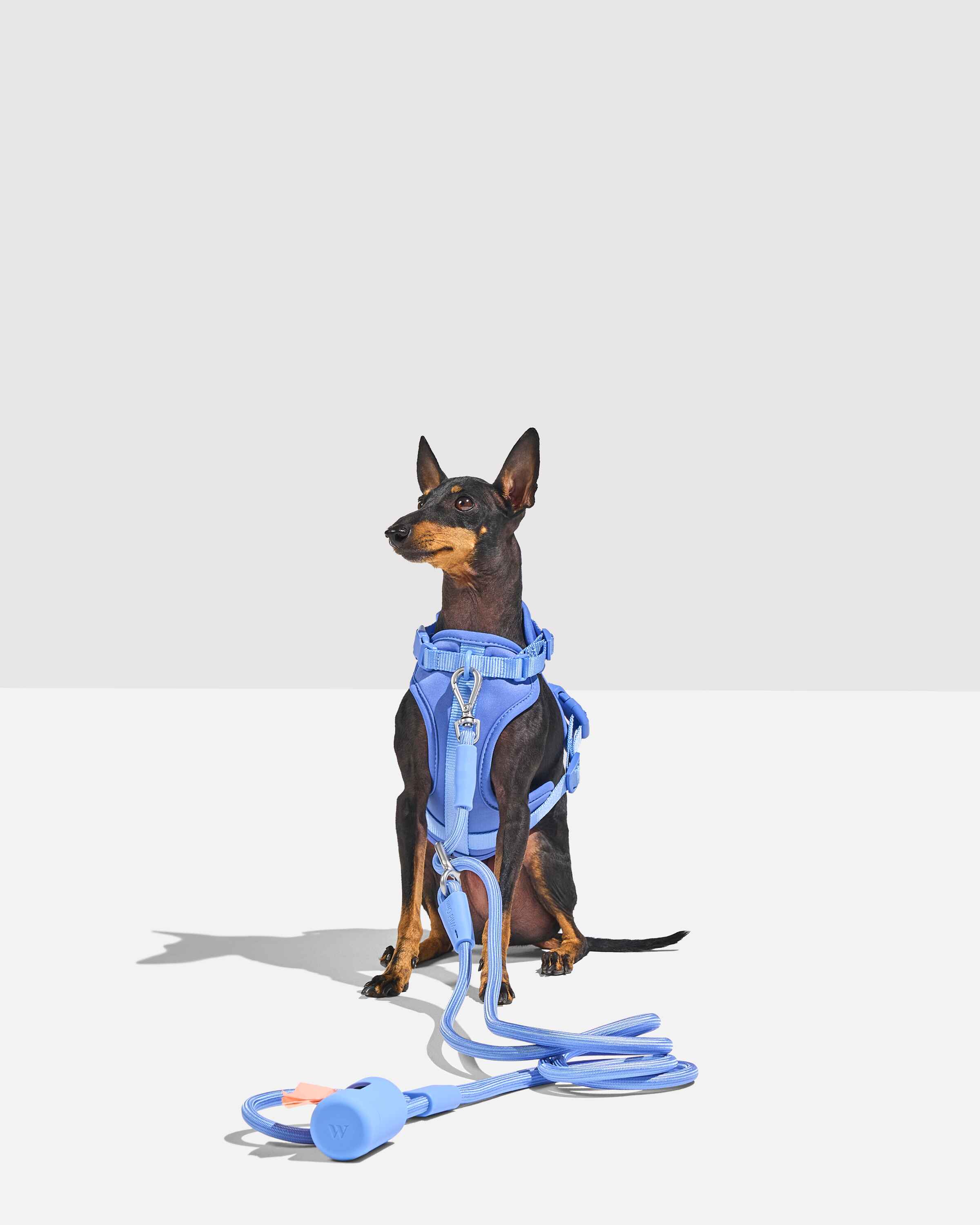 Hands-free leash
