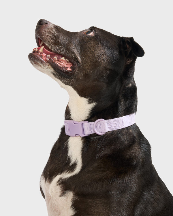 QuickRelease Collar & Leash Kit