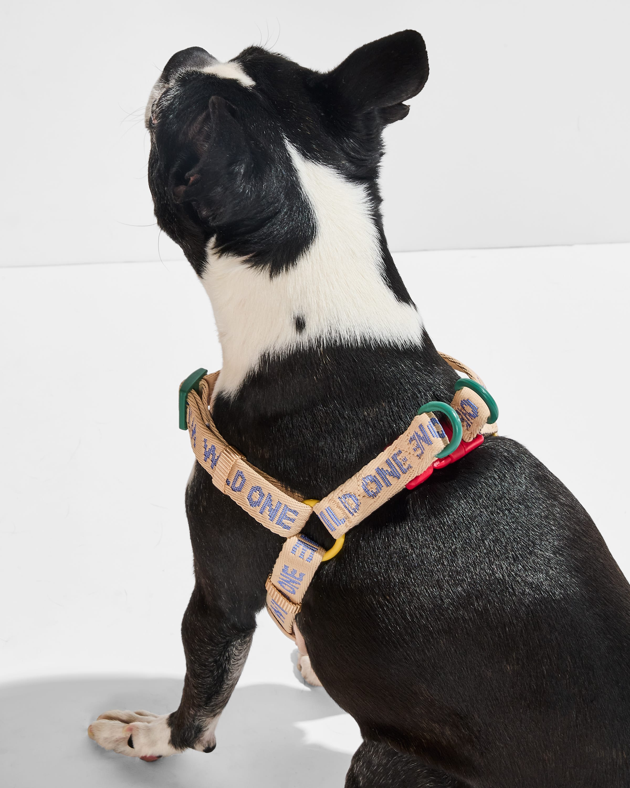 EasyStep Comfort Step In Harness